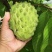 牛心梨粘木凤梨释迦苗