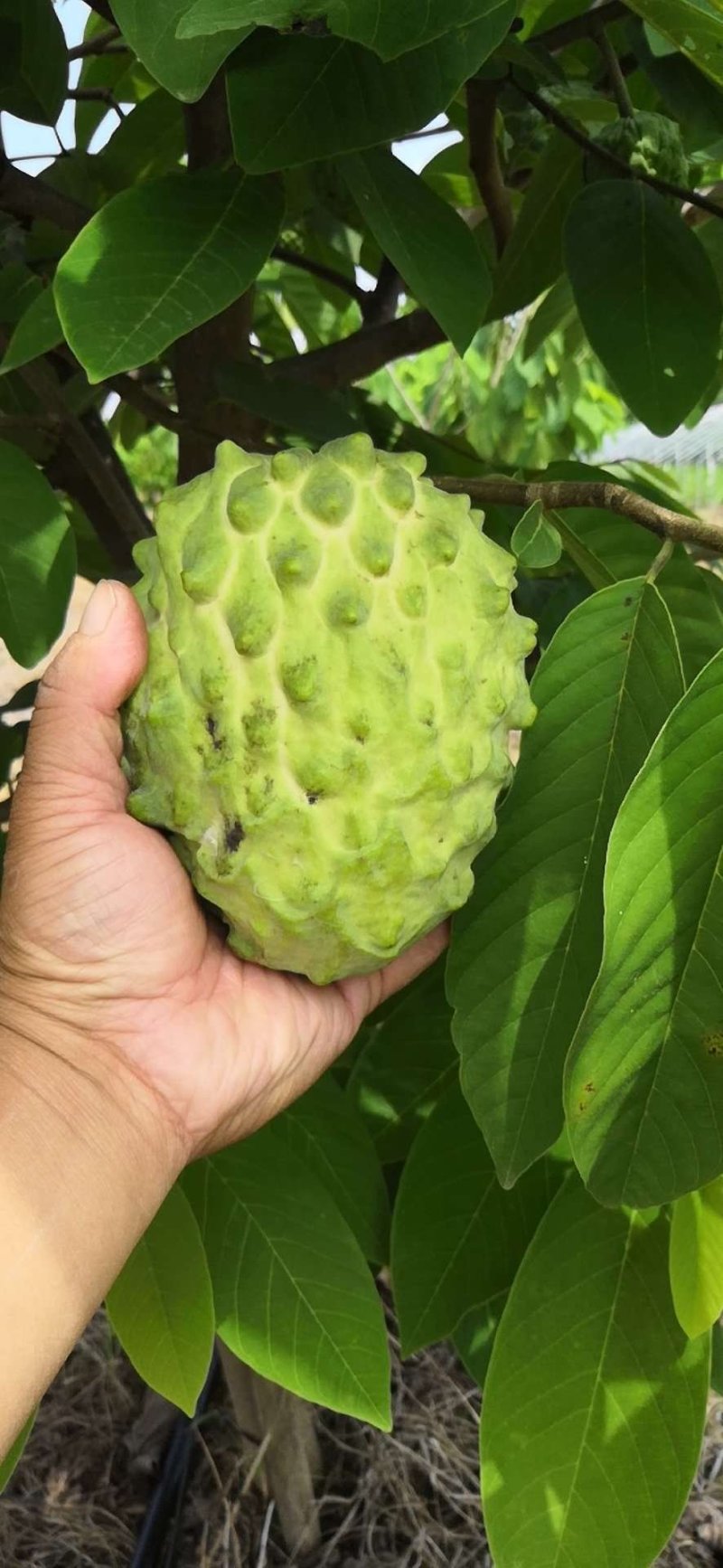 牛心梨粘木凤梨释迦苗