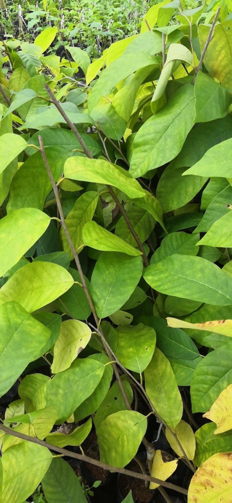 牛心梨粘木凤梨释迦苗