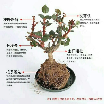 大花月季