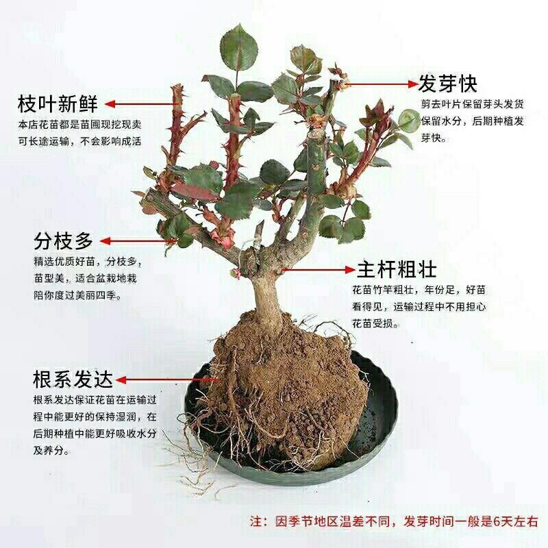 大花月季