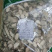 石菖蒲山菖蒲石昌朴干货农家初选农副产品