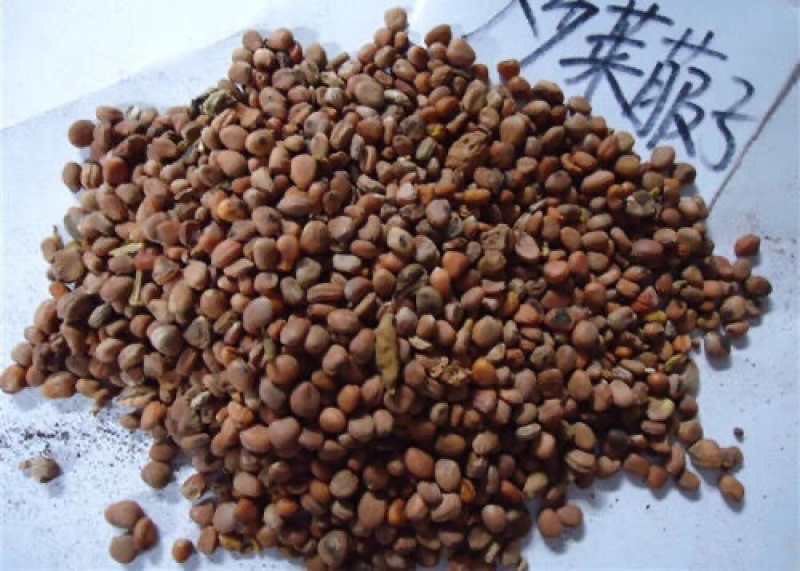 莱菔子干货莱菔籽莱菔子农家初选农副产品123