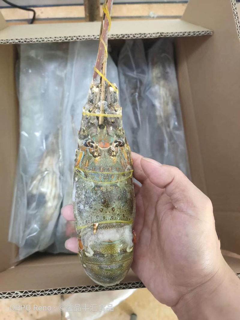 小青龙印度小青龙，一手货源，200克-500克/条