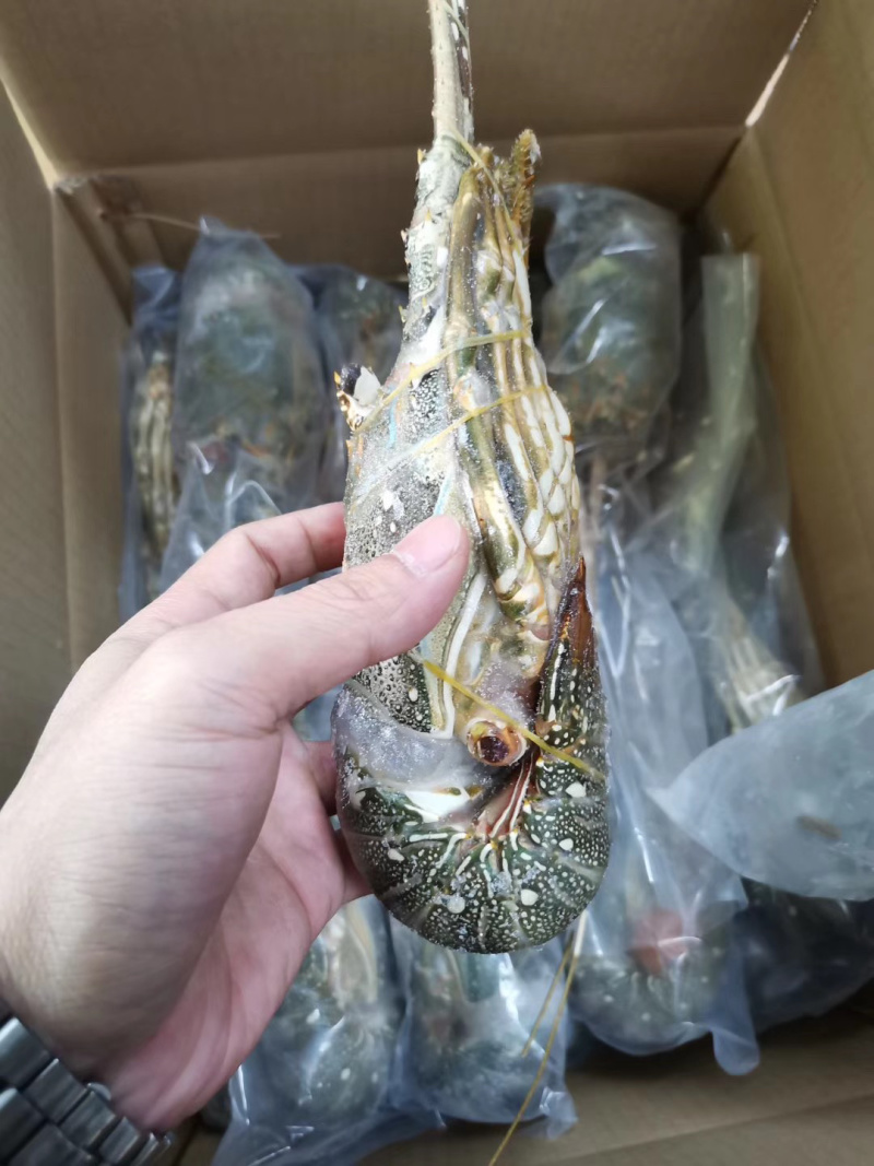 小青龙印度小青龙，一手货源，200克-500克/条
