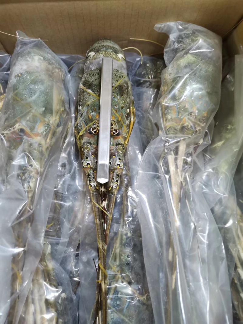 小青龙印度小青龙，一手货源，200克-500克/条