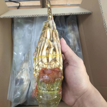 小青龙印度小青龙，一手货源，200克-500克/条