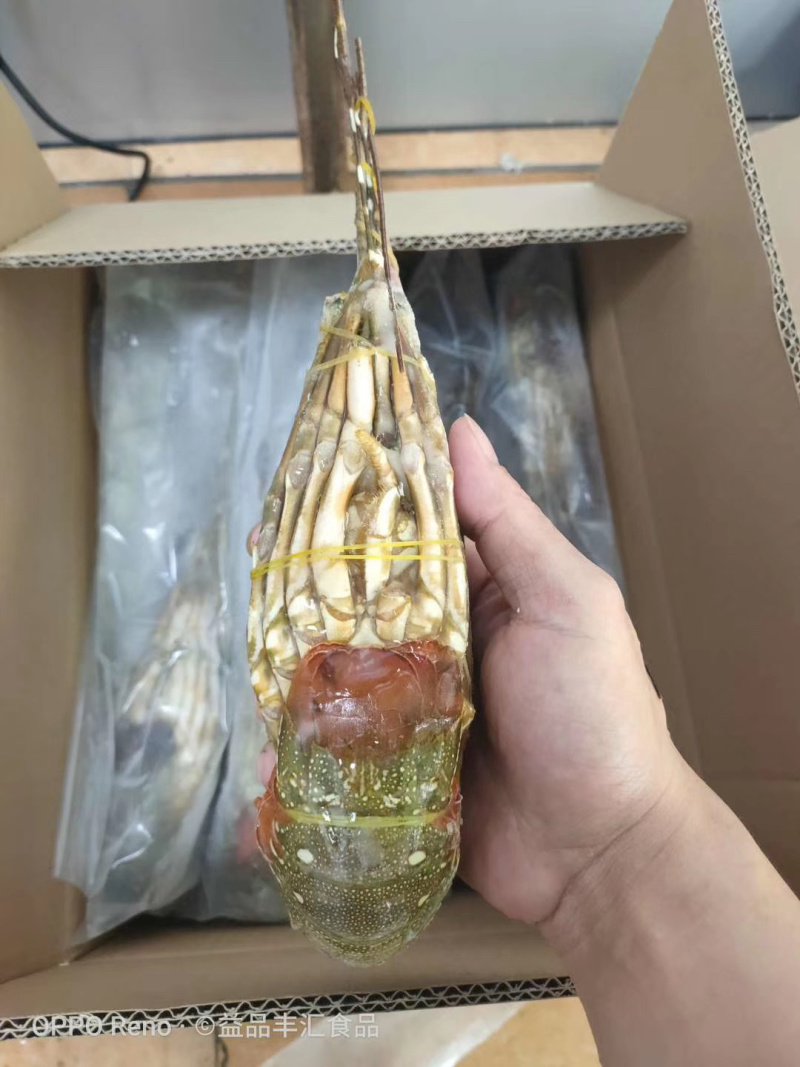 小青龙印度小青龙，一手货源，200克-500克/条