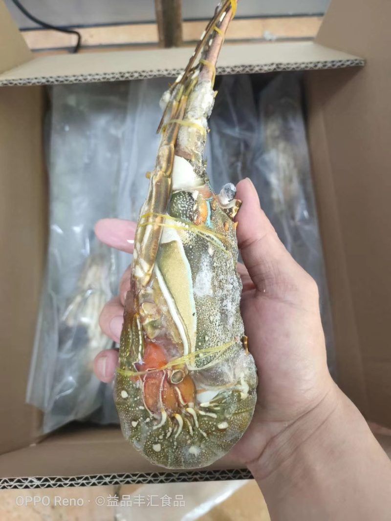 小青龙印度小青龙，一手货源，200克-500克/条