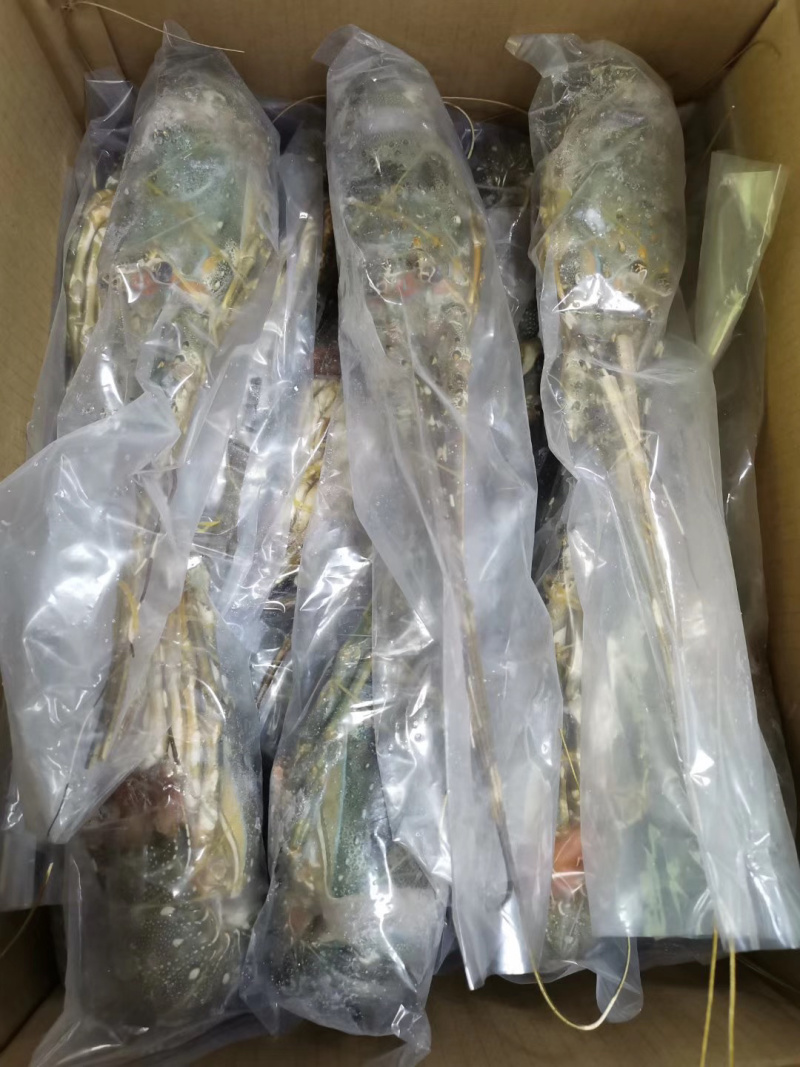 小青龙印度小青龙，一手货源，200克-500克/条
