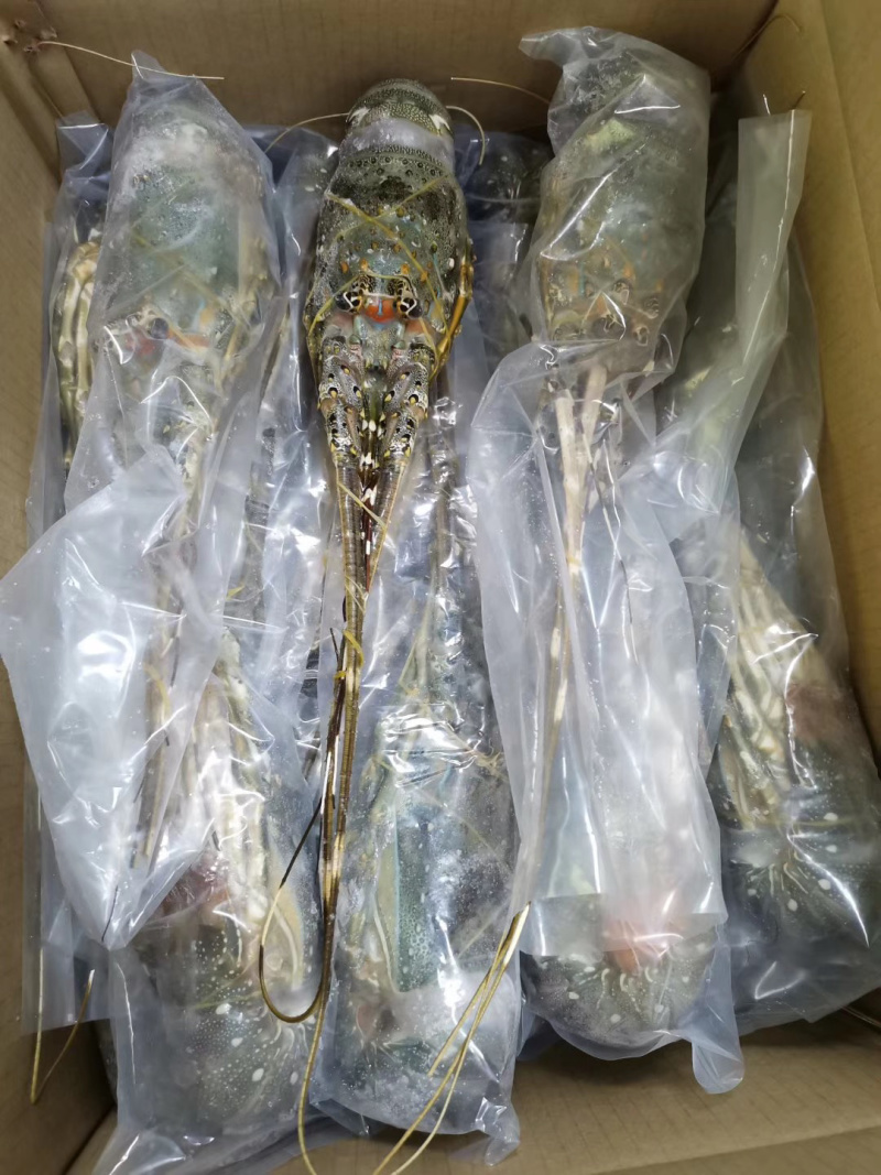 小青龙印度小青龙，一手货源，200克-500克/条