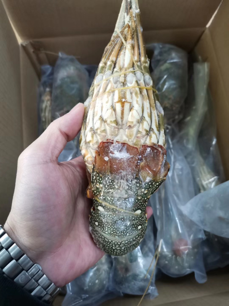 小青龙印度小青龙，一手货源，200克-500克/条
