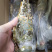 小青龙印度小青龙，一手货源，200克-500克/条