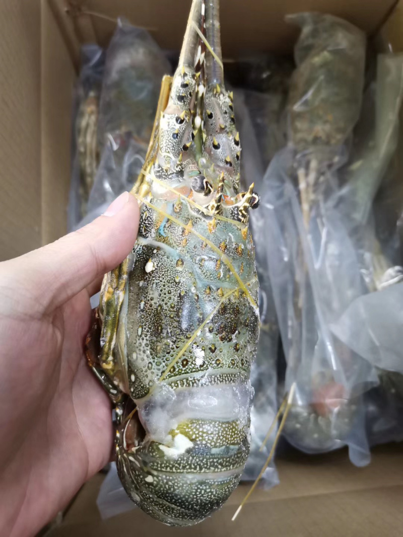 小青龙印度小青龙，一手货源，200克-500克/条