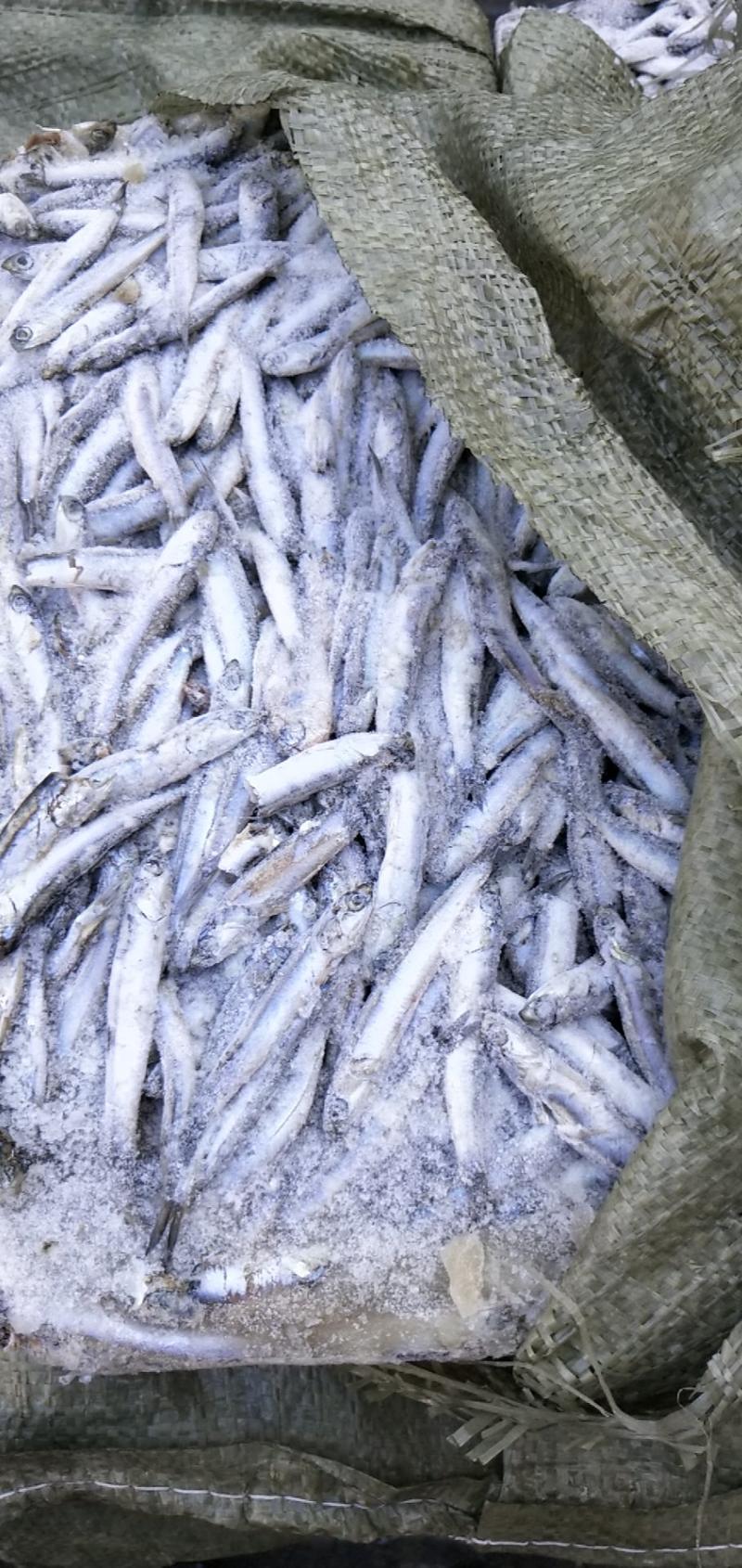 饲料鱼饵料鱼冻块鳀鱼各个等级均有货