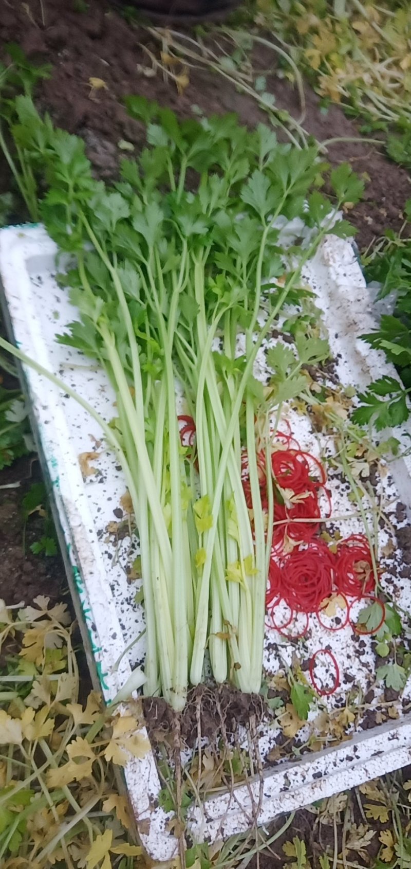 芹菜