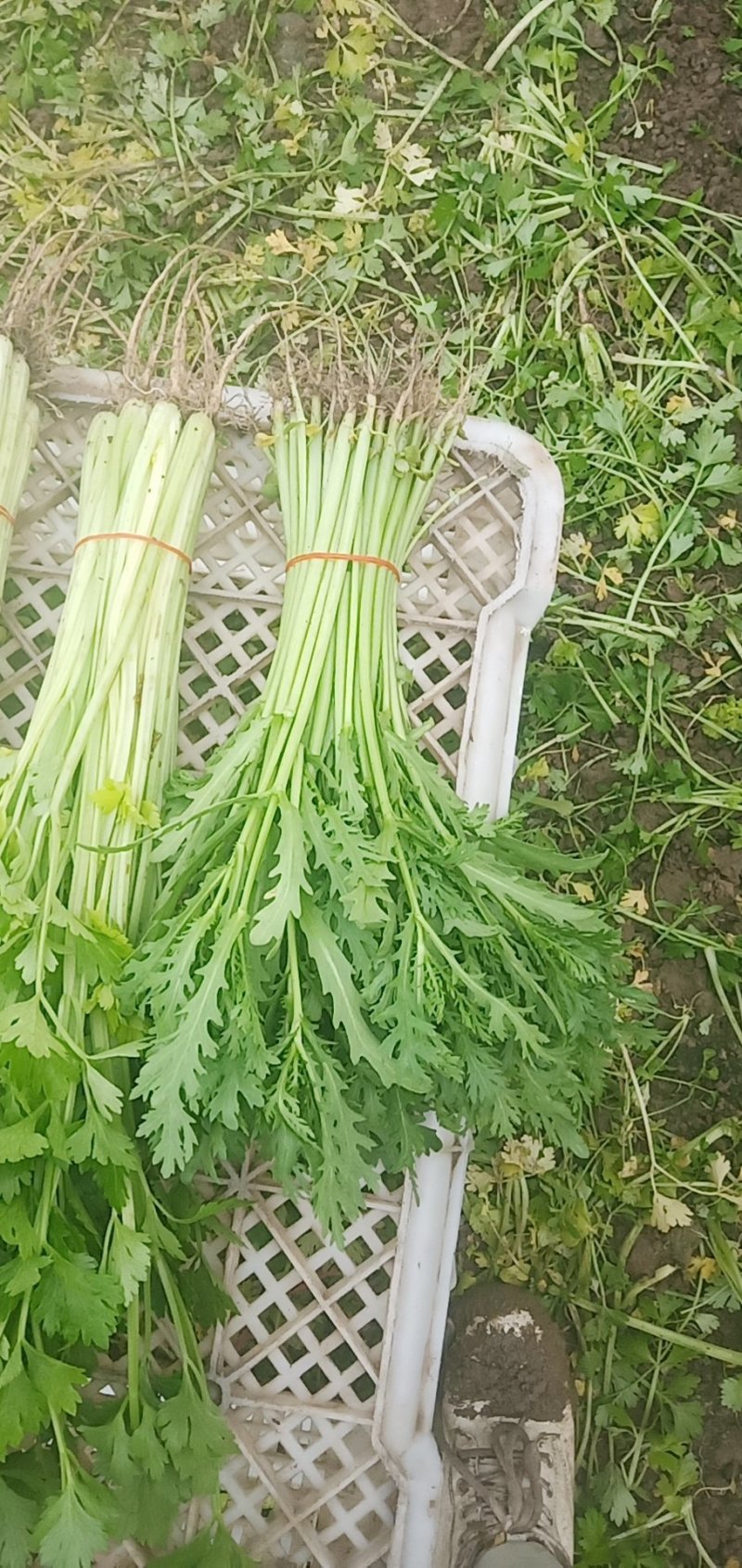 芹菜