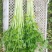 芹菜