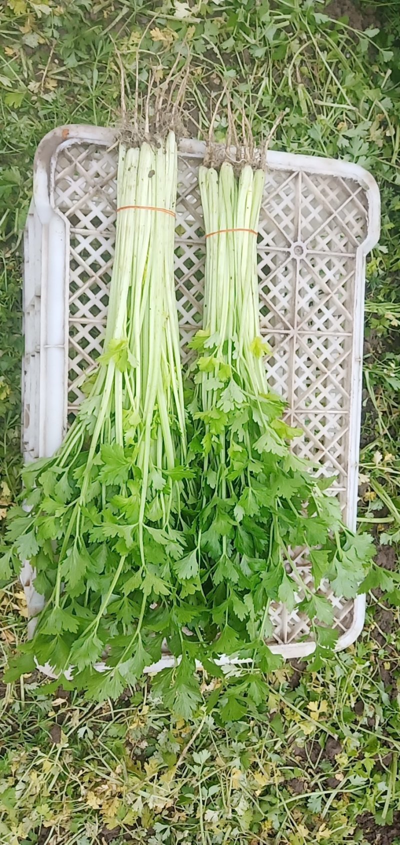 芹菜