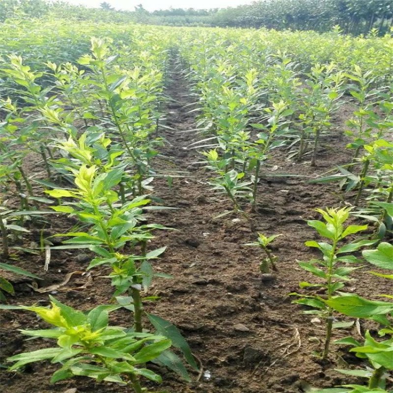 蜂糖李子苗，品种苗，基地直销，包技术包成活