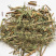 透骨草珍珠透骨草竹格叉吉盖草透骨草