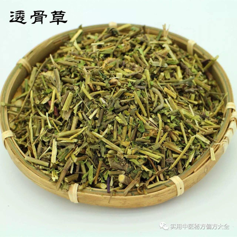 透骨草珍珠透骨草竹格叉吉盖草透骨草