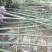 香樟树苗大小叶香樟庭院四季常青驱蚊南北方种植大型工程绿化