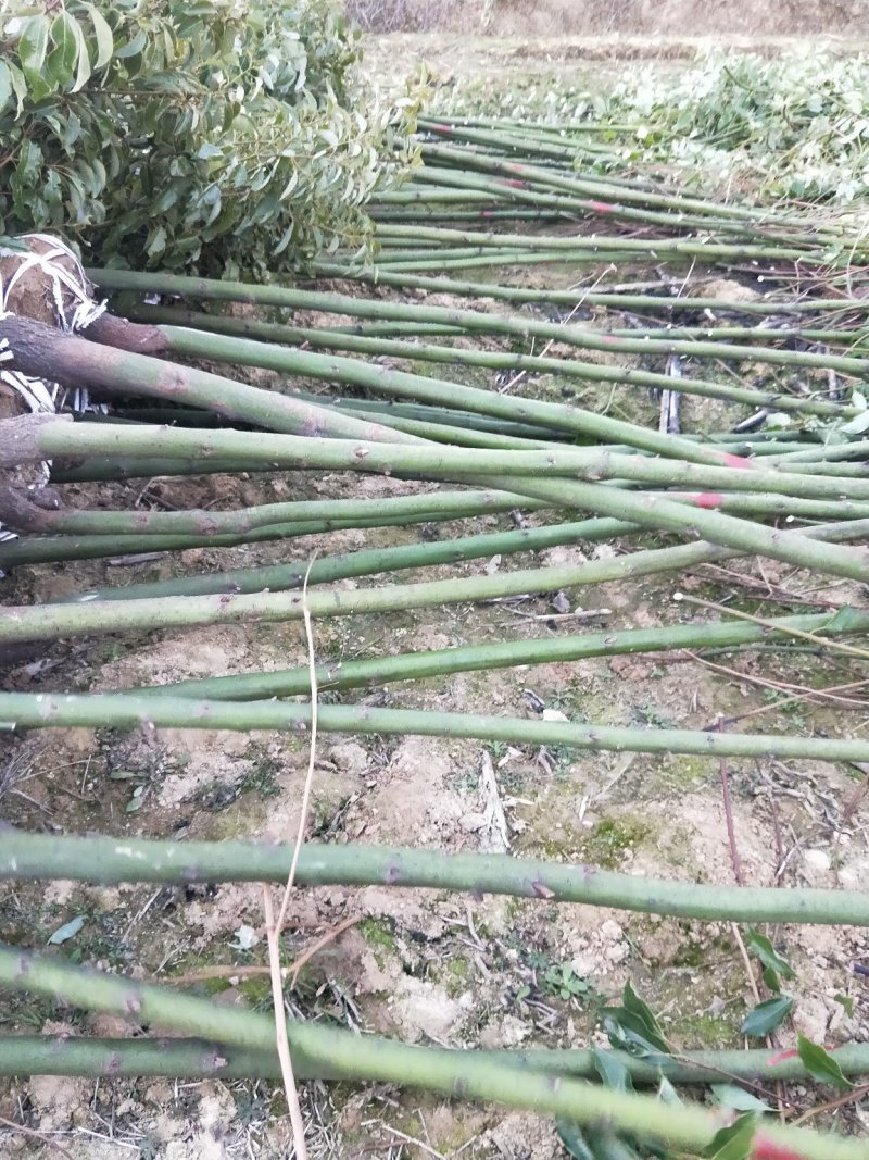 香樟树苗大小叶香樟庭院四季常青驱蚊南北方种植大型工程绿化