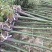 香樟树苗大小叶香樟庭院四季常青驱蚊南北方种植大型工程绿化
