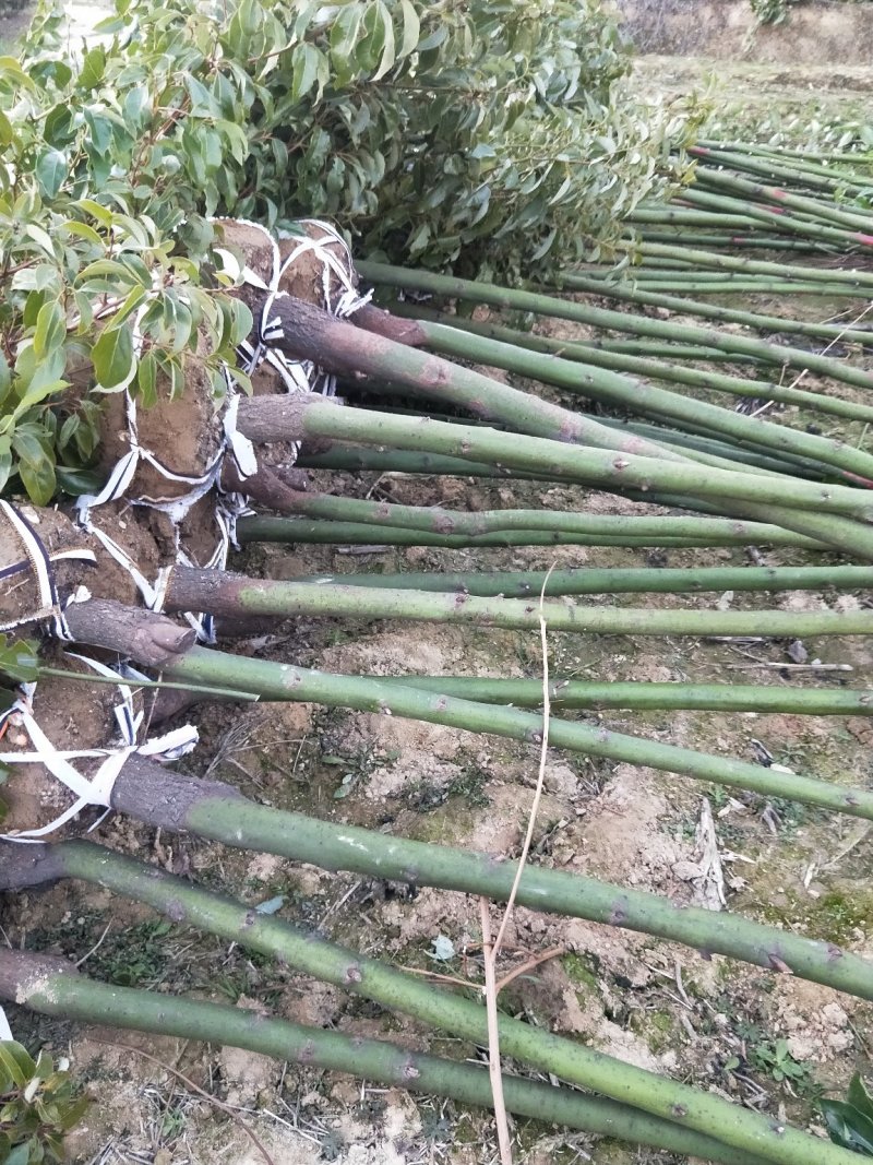 香樟树苗大小叶香樟庭院四季常青驱蚊南北方种植大型工程绿化
