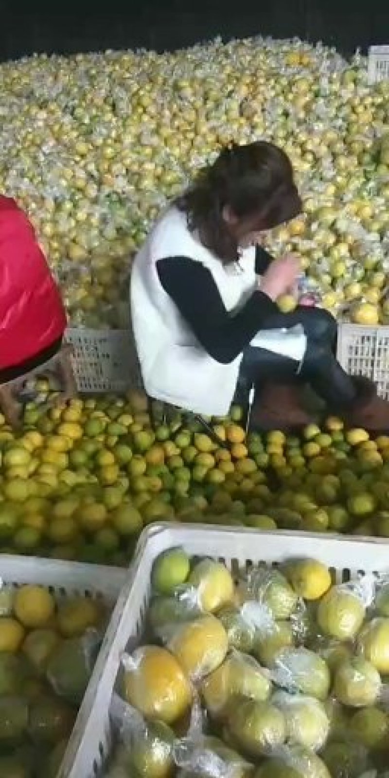 尤力克柠檬嫁接苗提供技术指导包邮到家