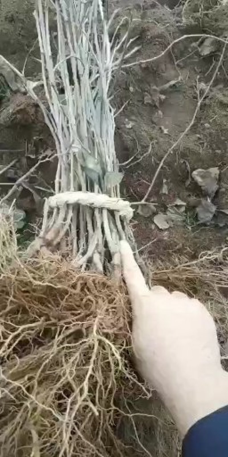 软枣子苗。价格便宜。品种多。需要的联系。