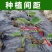 广西正宗荔浦芋头种苗大量供应紫色槟榔花纹