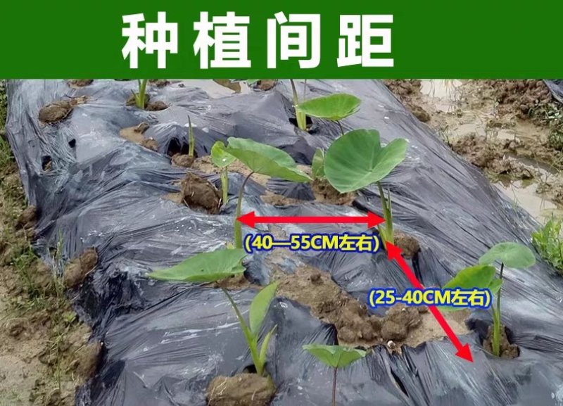 广西正宗荔浦芋头种苗大量供应紫色槟榔花纹