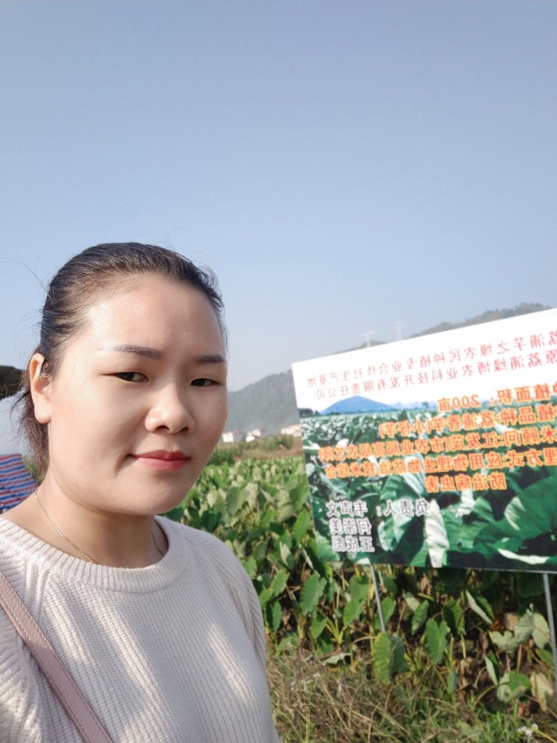 广西正宗荔浦芋头种苗大量供应紫色槟榔花纹