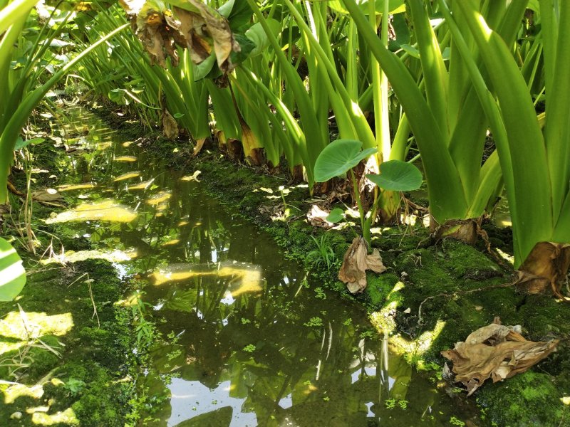 广西正宗荔浦芋头种苗大量供应紫色槟榔花纹