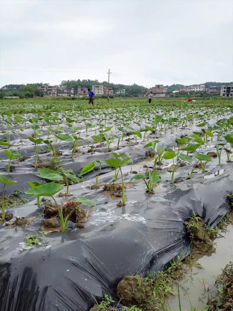广西正宗荔浦芋头种苗大量供应紫色槟榔花纹