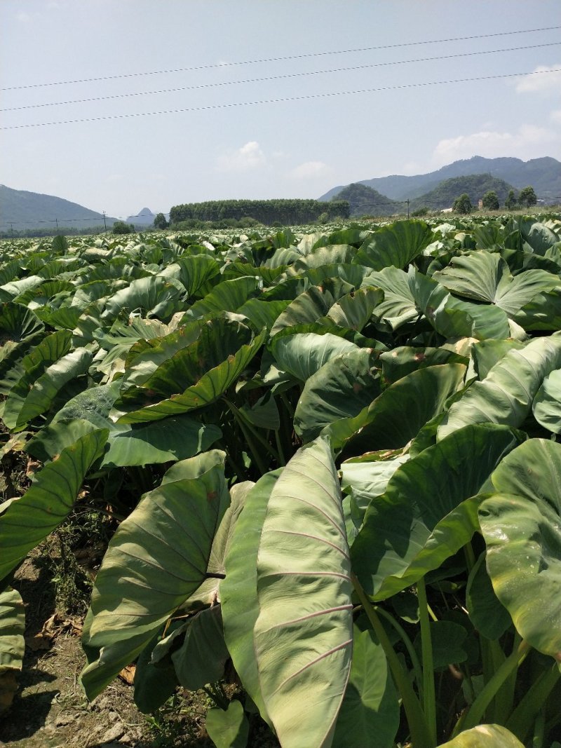 广西正宗荔浦芋头种苗大量供应紫色槟榔花纹