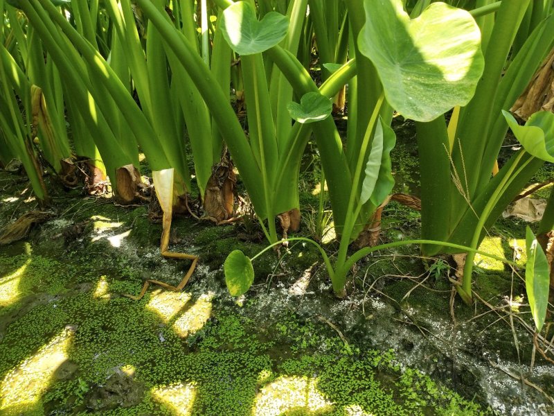 广西正宗荔浦芋头种苗大量供应紫色槟榔花纹