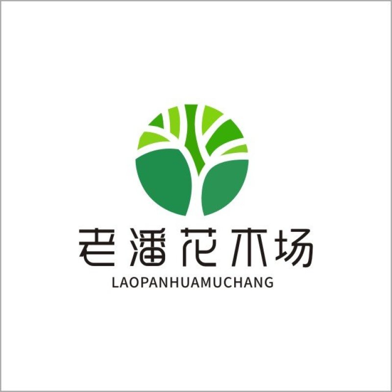 批发沙地柏扦插苗沙地柏杯苗工程用爬地柏常绿抗旱沙