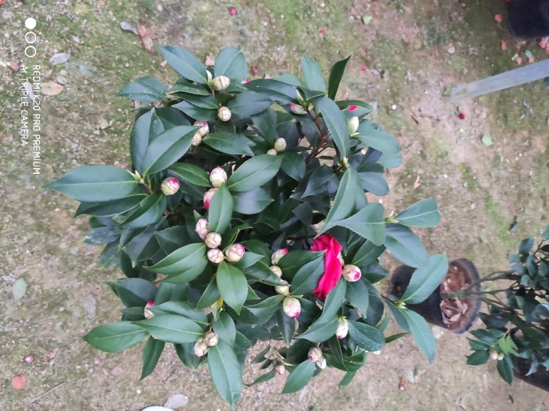 茶花赤丹基地货源一件起批全国物流