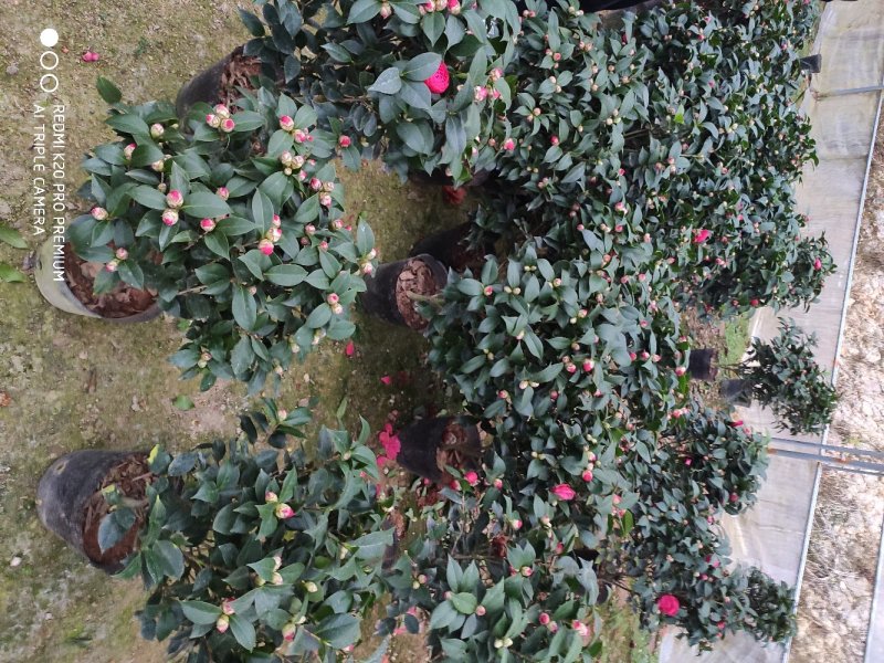 茶花赤丹基地货源一件起批全国物流