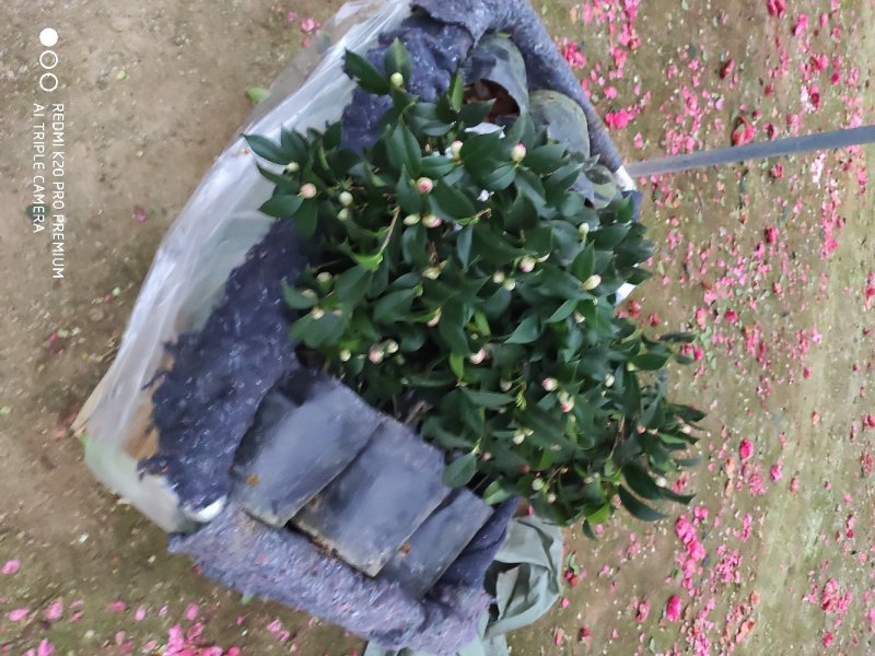 茶花赤丹基地货源一件起批全国物流