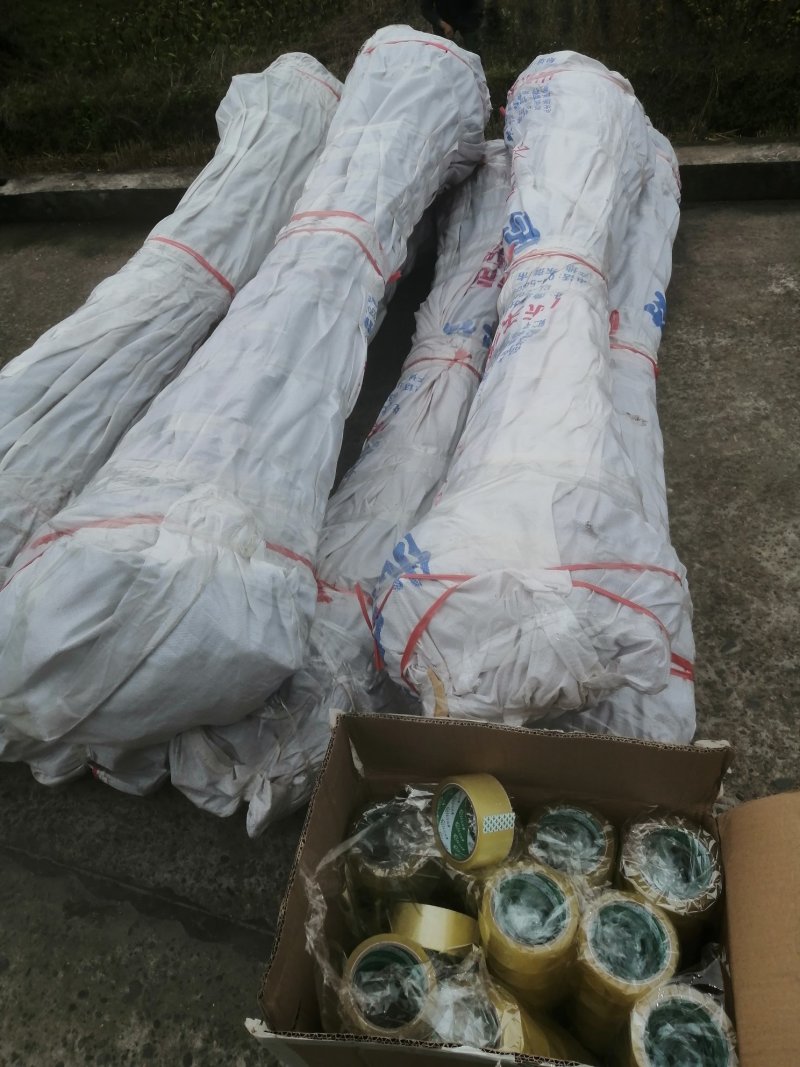 油桐苗三年桐树苗全株起苗发货手续齐全