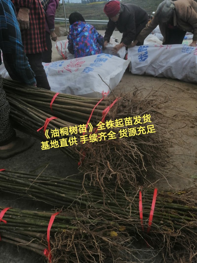 油桐苗三年桐树苗全株起苗发货手续齐全