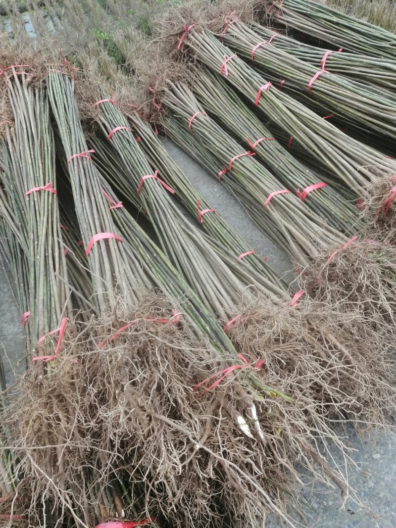 油桐苗三年桐树苗全株起苗发货手续齐全