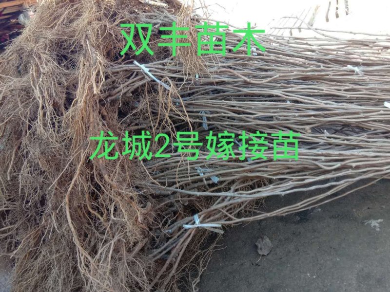 软枣子苗。吉林基地直发。量大优惠。品种保纯度。服务好