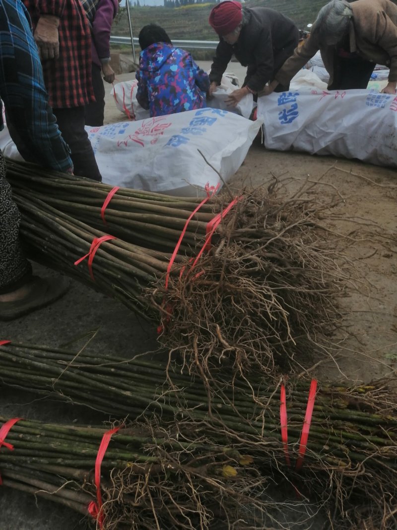 油桐苗基地直供，买油桐树苗请选择重庆俊尧专业油桐培育公司