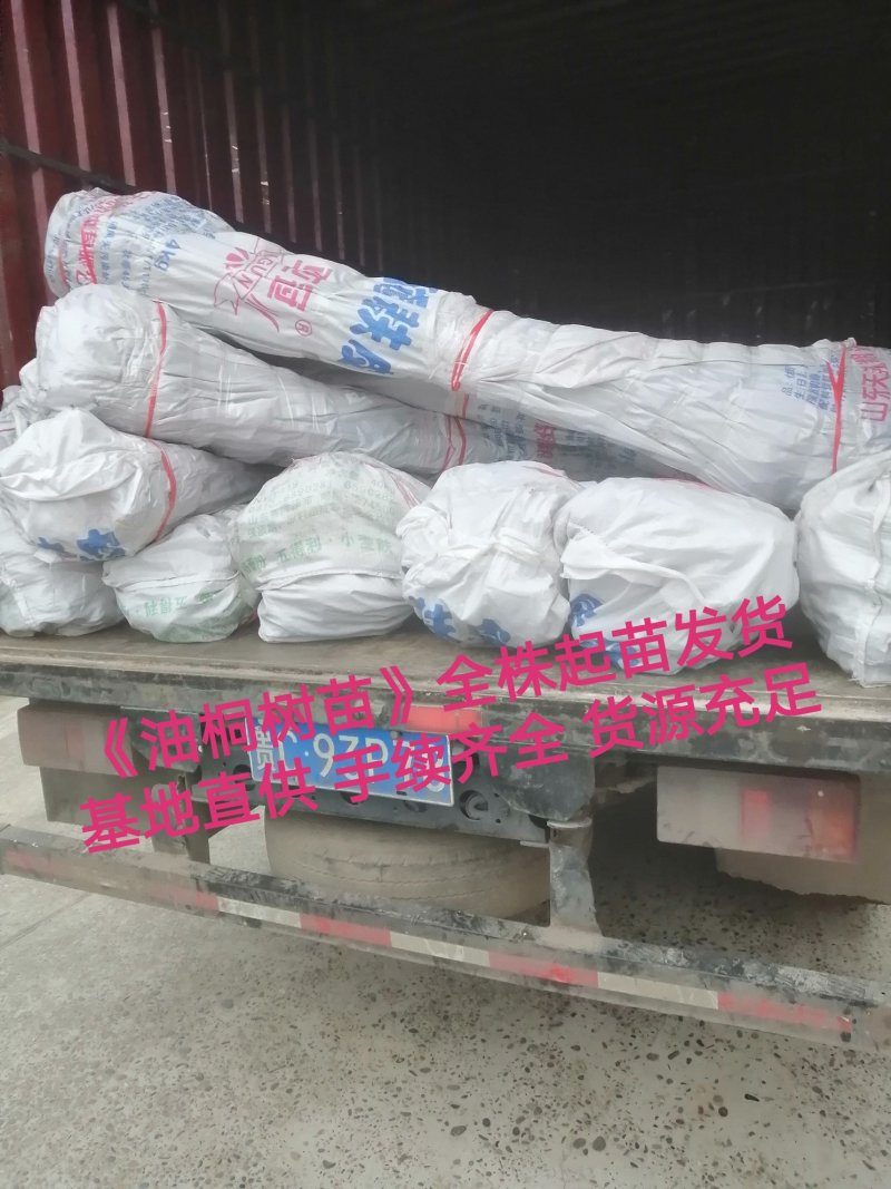 油桐苗基地直供，买油桐树苗请选择重庆俊尧专业油桐培育公司
