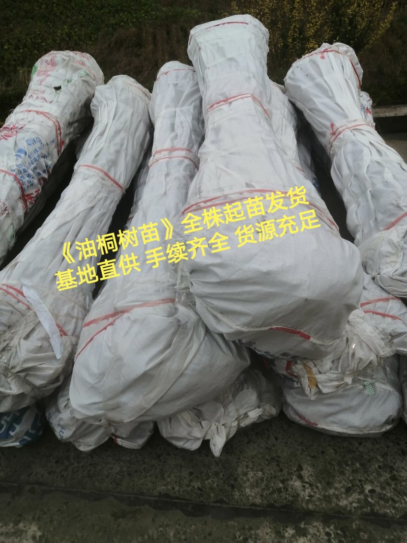 油桐苗基地直供，买油桐树苗请选择重庆俊尧专业油桐培育公司